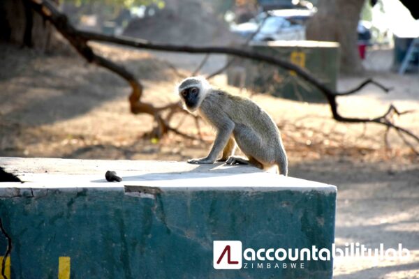 A monkey perched on a concrete block at Mana Pools National Park